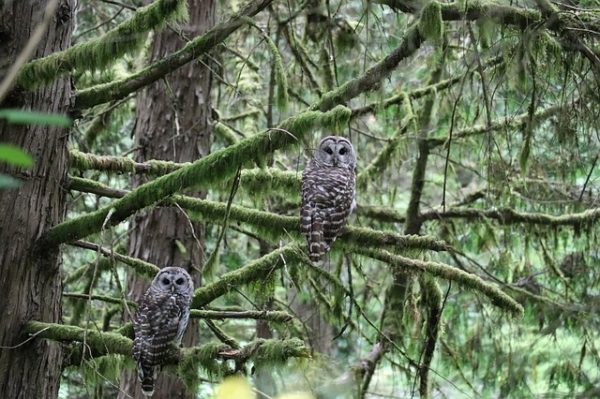 two owls