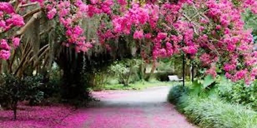 Pink Flowers in Charleston