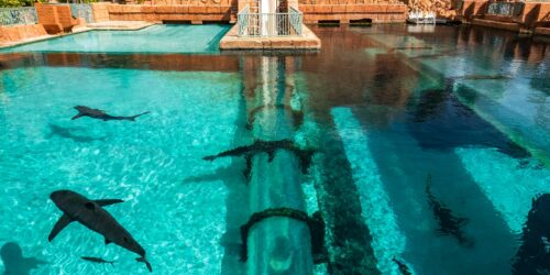 Atlantis shark pit