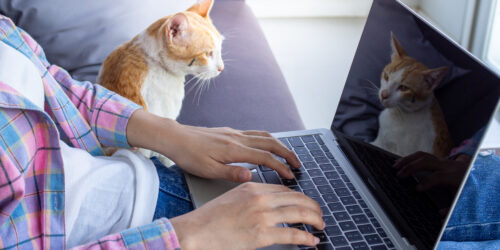 Online cat