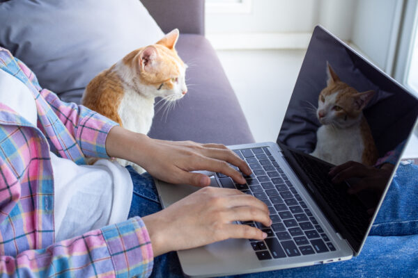 Online cat