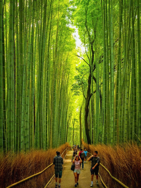 Kyoto forest