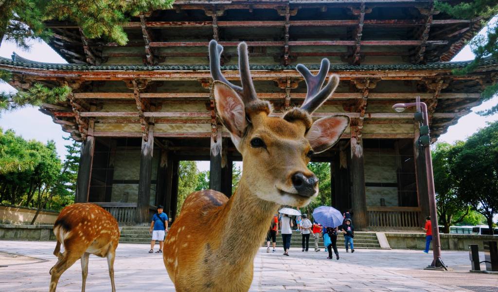 Osaka Deer